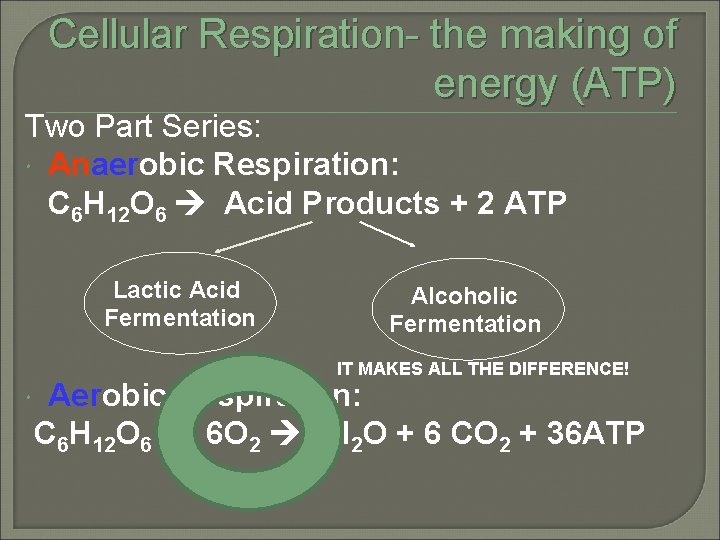 Cellular Respiration- the making of energy (ATP) Two Part Series: Anaerobic Respiration: Respiration C