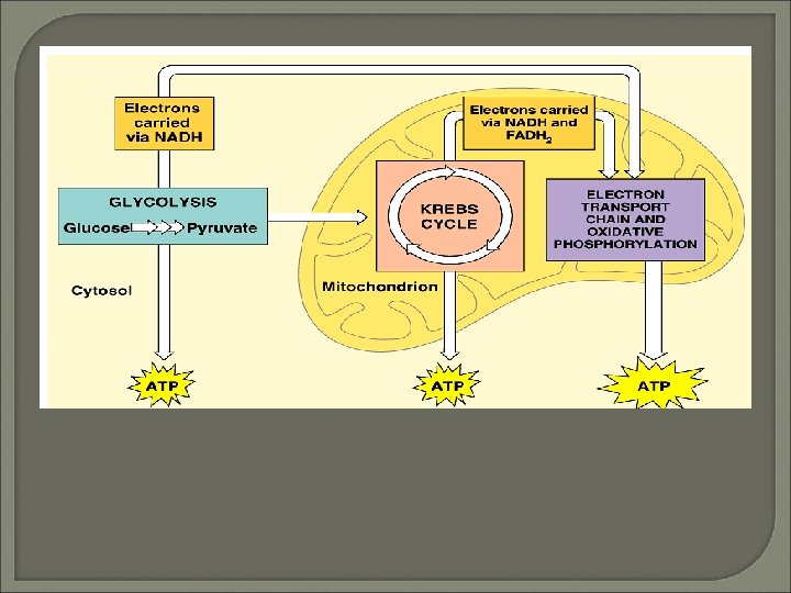 Cellular Respiration 