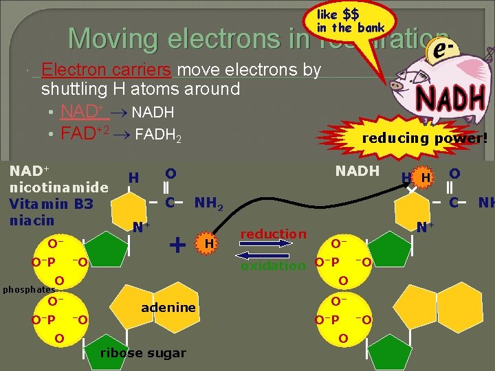 like $$ in the bank Moving electrons in respiration Electron carriers move electrons by