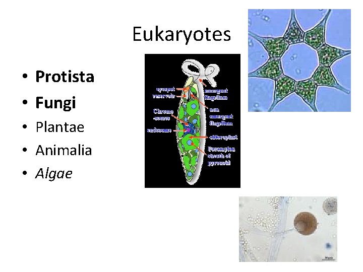 Eukaryotes • Protista • Fungi • Plantae • Animalia • Algae 