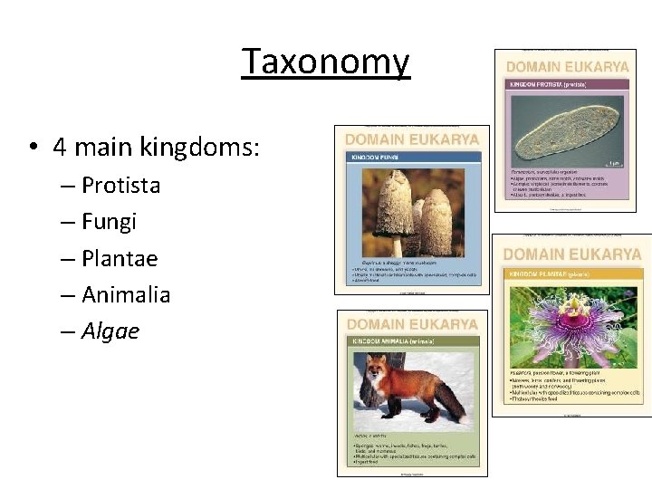 Taxonomy • 4 main kingdoms: – Protista – Fungi – Plantae – Animalia –