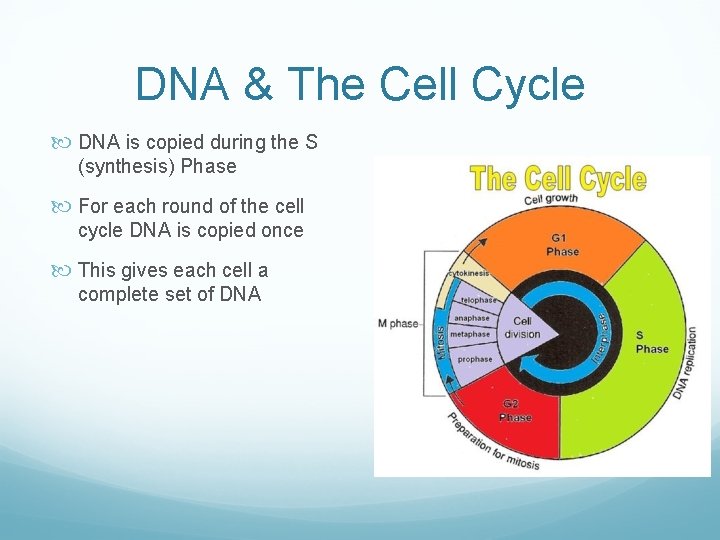 DNA & The Cell Cycle DNA is copied during the S (synthesis) Phase For