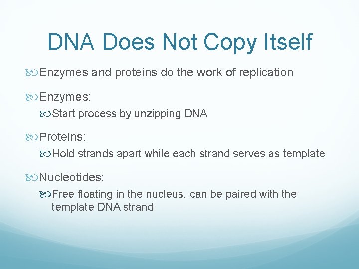 DNA Does Not Copy Itself Enzymes and proteins do the work of replication Enzymes: