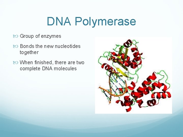 DNA Polymerase Group of enzymes Bonds the new nucleotides together When finished, there are