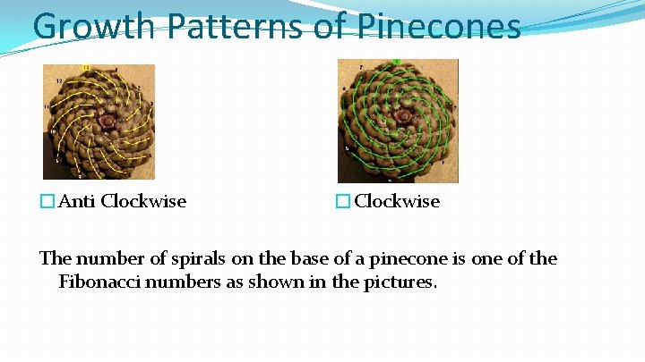 Growth Patterns of Pinecones �Anti Clockwise �Clockwise The number of spirals on the base