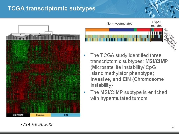 TCGA transcriptomic subtypes • The TCGA study identified three transcriptomic subtypes: MSI/CIMP (Microsatellite instability/