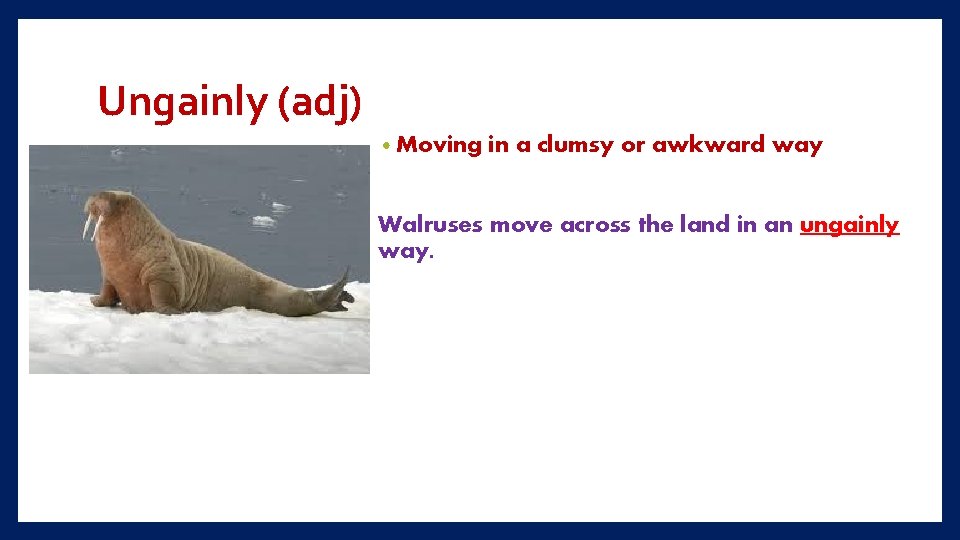 Ungainly (adj) • Moving in a clumsy or awkward way Walruses move across the