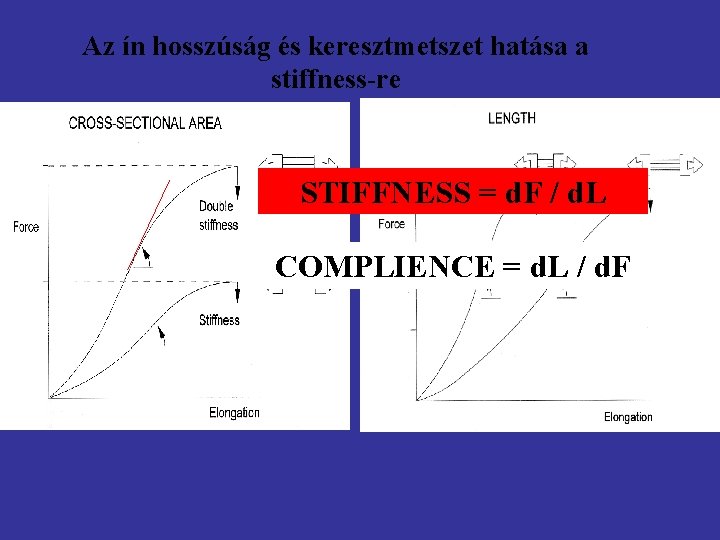 Az ín hosszúság és keresztmetszet hatása a stiffness-re STIFFNESS = d. F / d.