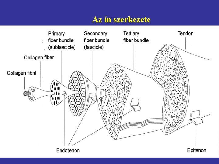 Az ín szerkezete 