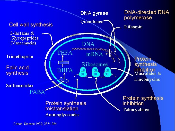 DNA gyrase Quinolones Cell wall synthesis DNA-directed RNA polymerase Rifampin ß-lactams & Glycopeptides (Vancomycin)