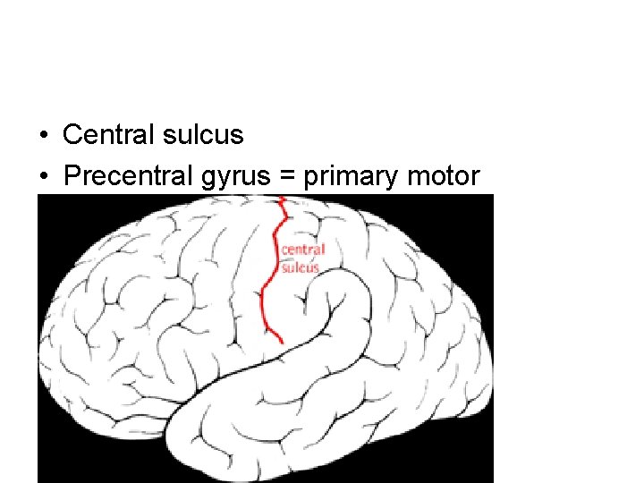  • Central sulcus • Precentral gyrus = primary motor 