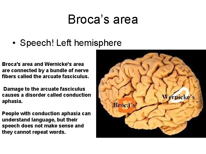Broca’s area • Speech! Left hemisphere Broca's area and Wernicke's area are connected by