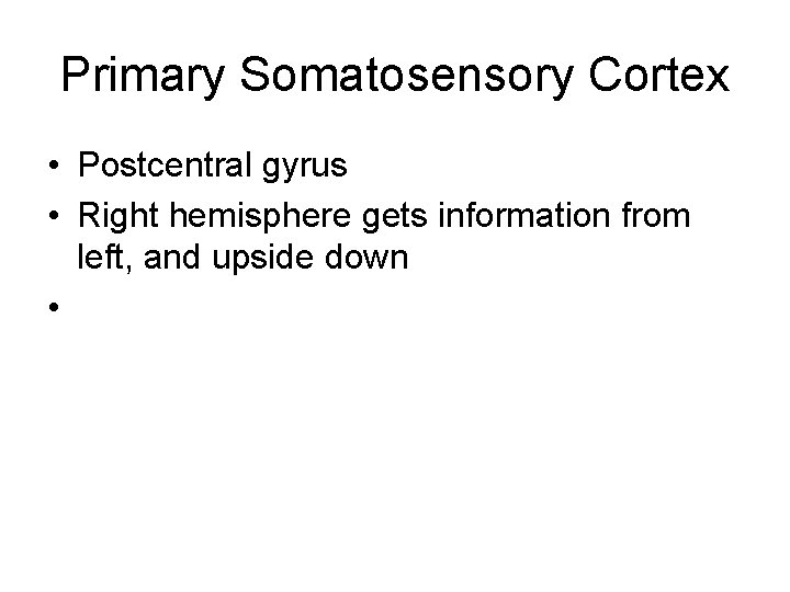 Primary Somatosensory Cortex • Postcentral gyrus • Right hemisphere gets information from left, and