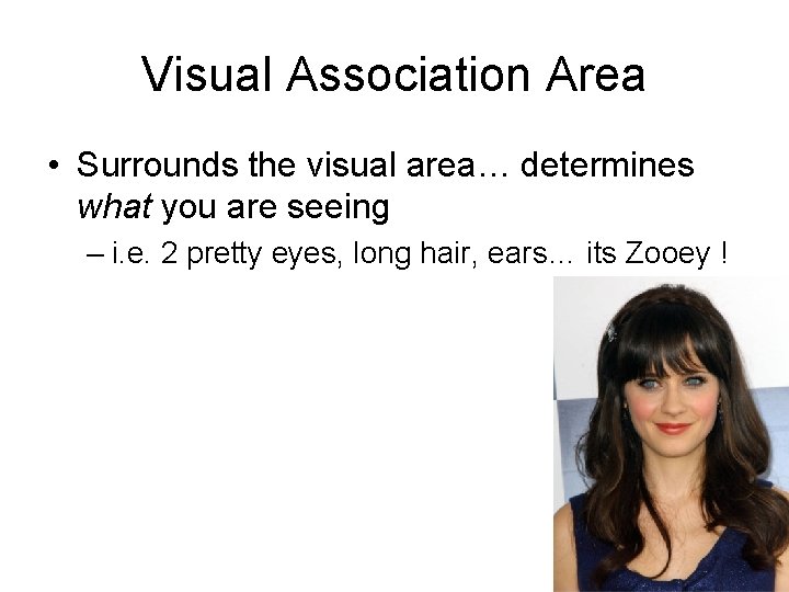 Visual Association Area • Surrounds the visual area… determines what you are seeing –