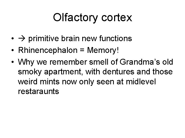 Olfactory cortex • primitive brain new functions • Rhinencephalon = Memory! • Why we
