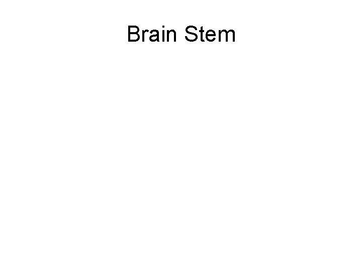 Brain Stem 