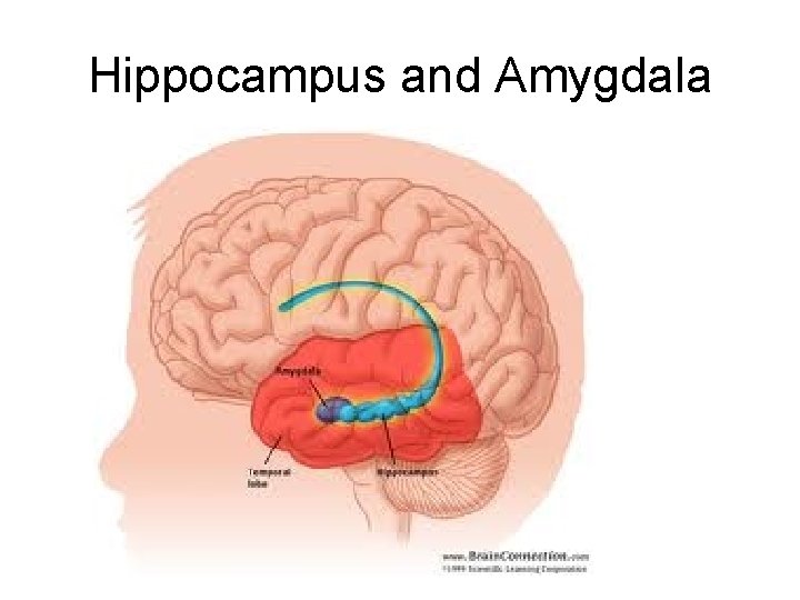 Hippocampus and Amygdala 