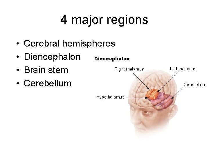 4 major regions • • Cerebral hemispheres Diencephalon Brain stem Cerebellum 