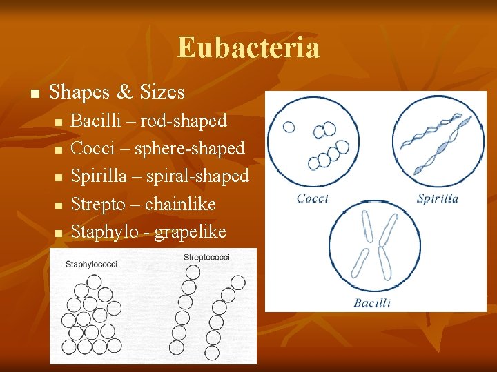 Eubacteria n Shapes & Sizes n n n Bacilli – rod-shaped Cocci – sphere-shaped