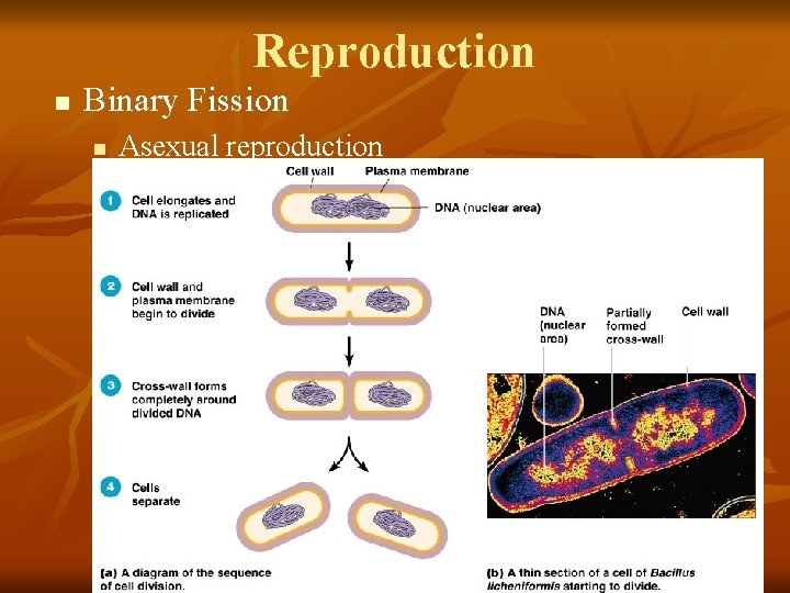 Reproduction n Binary Fission n Asexual reproduction 