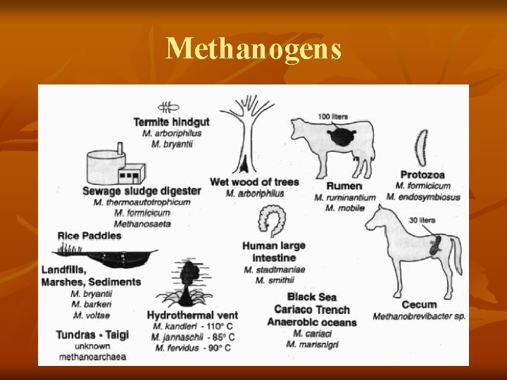 Methanogens 