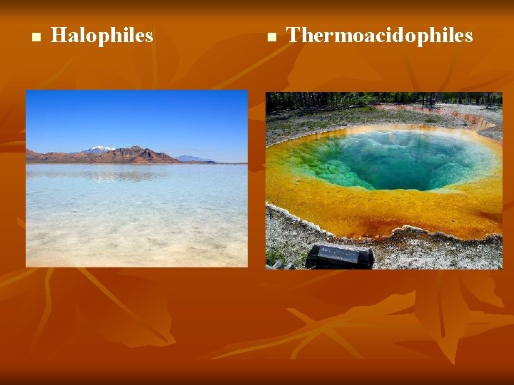 n Halophiles n Thermoacidophiles 