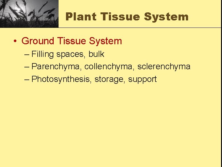 Plant Tissue System • Ground Tissue System – Filling spaces, bulk – Parenchyma, collenchyma,