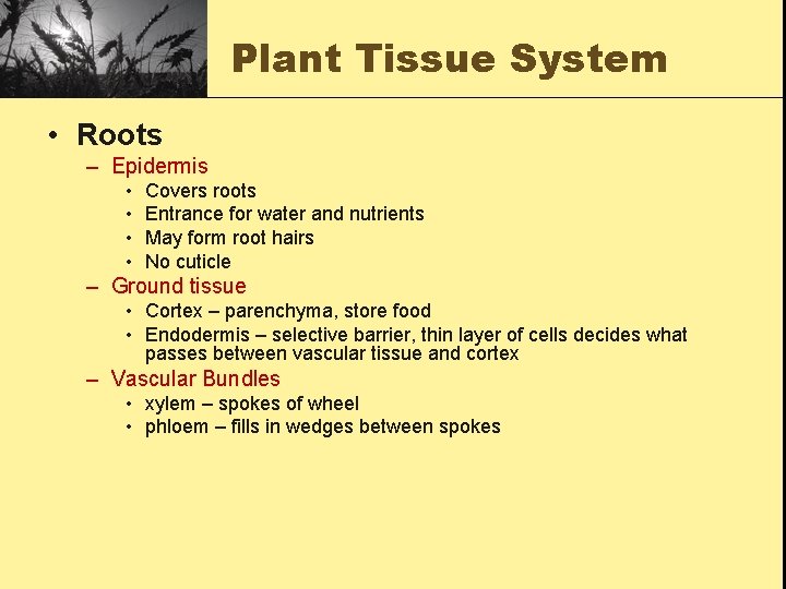 Plant Tissue System • Roots – Epidermis • • Covers roots Entrance for water