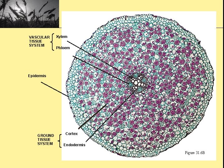 VASCULAR TISSUE SYSTEM Xylem Phloem Epidermis GROUND TISSUE SYSTEM Cortex Endodermis Figure 31. 6
