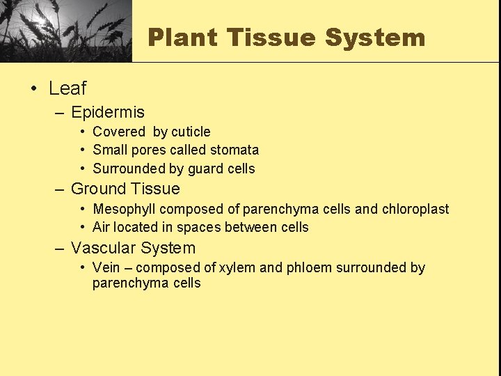 Plant Tissue System • Leaf – Epidermis • Covered by cuticle • Small pores