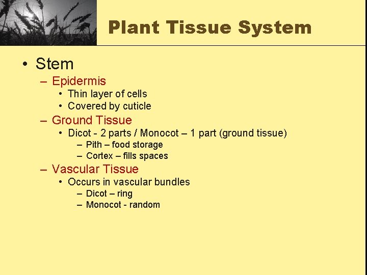 Plant Tissue System • Stem – Epidermis • Thin layer of cells • Covered