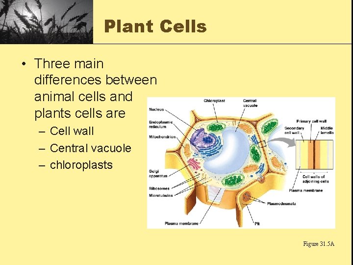 Plant Cells • Three main differences between animal cells and plants cells are –