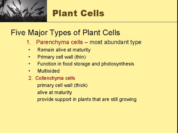 Plant Cells Five Major Types of Plant Cells 1. Parenchyma cells – most abundant