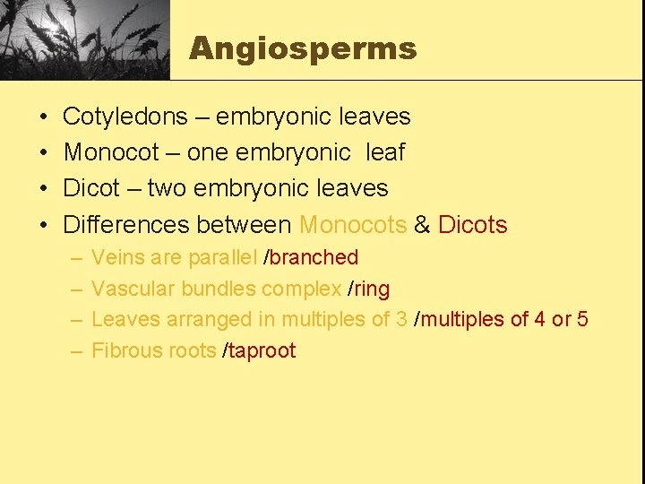 Angiosperms • • Cotyledons – embryonic leaves Monocot – one embryonic leaf Dicot –