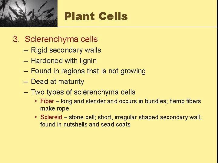 Plant Cells 3. Sclerenchyma cells – – – Rigid secondary walls Hardened with lignin