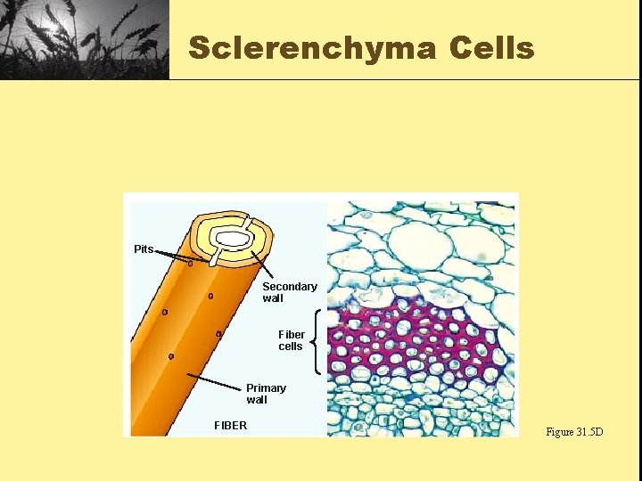Sclerenchyma Cells Pits Secondary wall Fiber cells Primary wall FIBER Figure 31. 5 D
