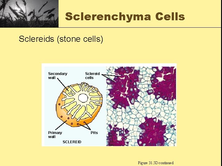 Sclerenchyma Cells Sclereids (stone cells) Secondary wall Primary wall Sclereid cells Pits SCLEREID Figure