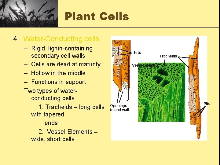 Plant Cells 4. Water-Conducting cells – Rigid, lignin-containing secondary cell walls – Cells are