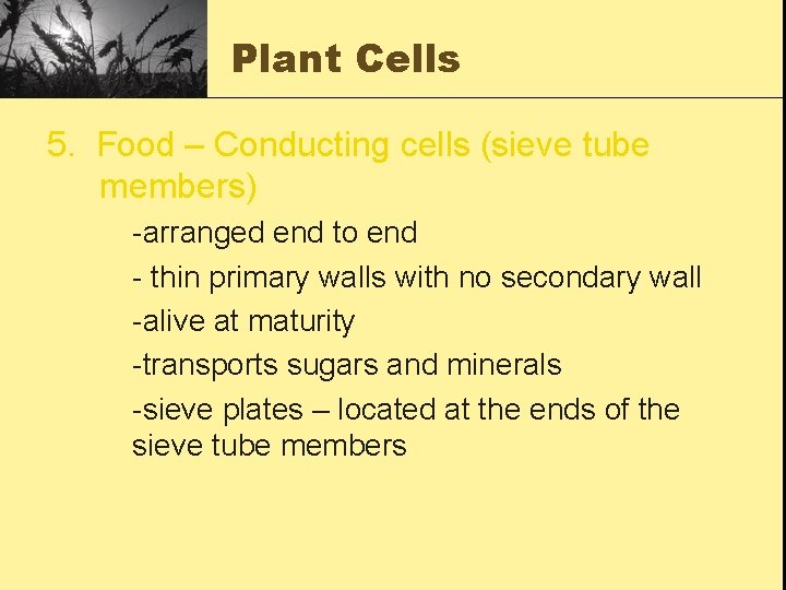 Plant Cells 5. Food – Conducting cells (sieve tube members) -arranged end to end