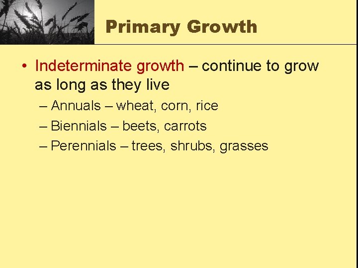 Primary Growth • Indeterminate growth – continue to grow as long as they live
