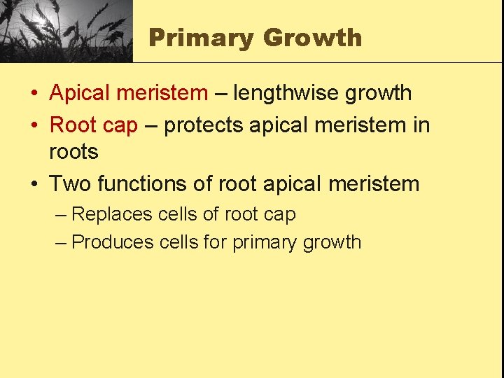 Primary Growth • Apical meristem – lengthwise growth • Root cap – protects apical