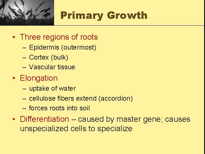 Primary Growth • Three regions of roots – Epidermis (outermost) – Cortex (bulk) –
