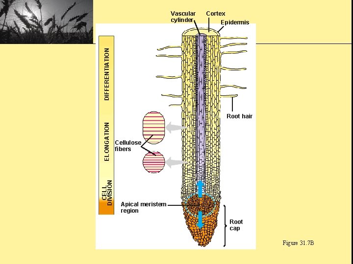 Cortex Epidermis DIFFERENTIATION Vascular cylinder CELL DIVISION ELONGATION Root hair Cellulose fibers Apical meristem