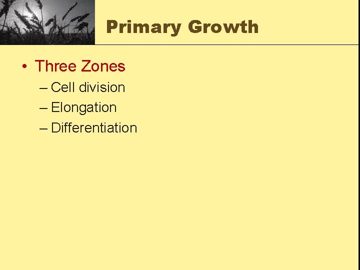 Primary Growth • Three Zones – Cell division – Elongation – Differentiation 