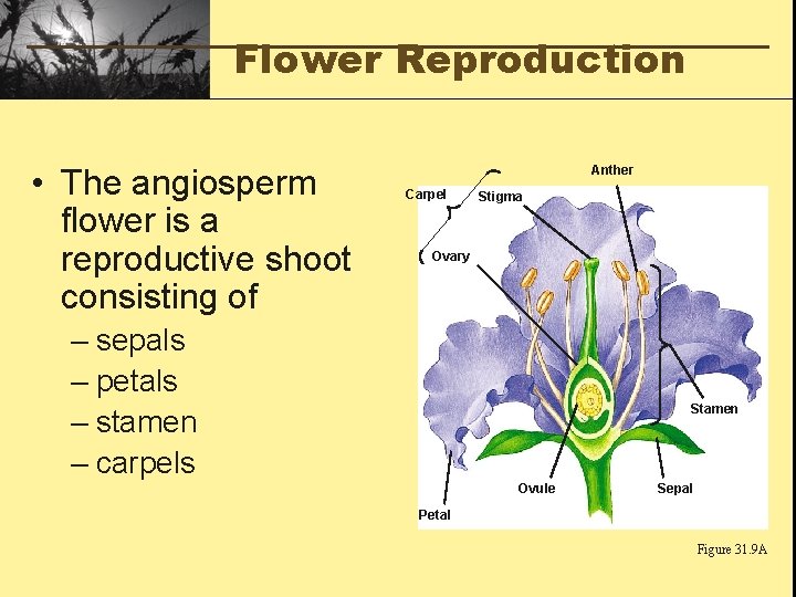 Flower Reproduction • The angiosperm flower is a reproductive shoot consisting of Anther Carpel
