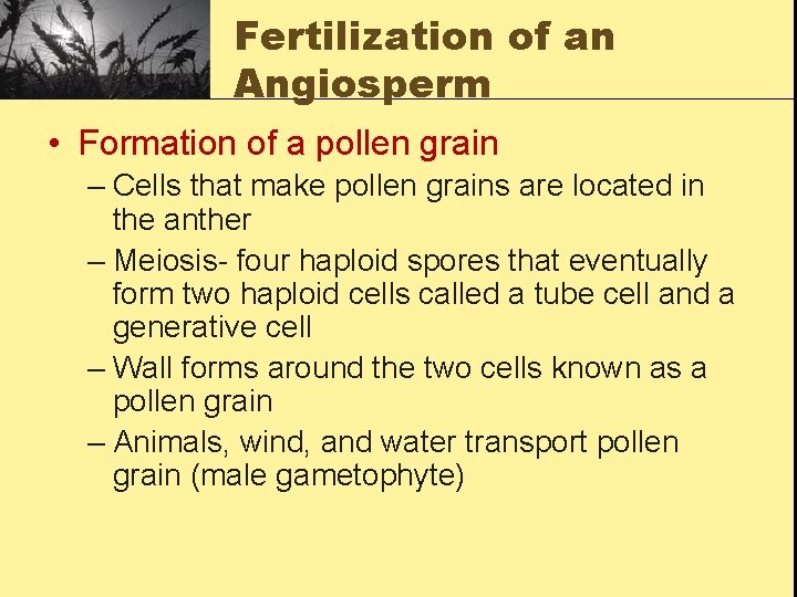 Fertilization of an Angiosperm • Formation of a pollen grain – Cells that make