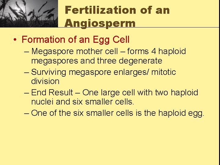 Fertilization of an Angiosperm • Formation of an Egg Cell – Megaspore mother cell