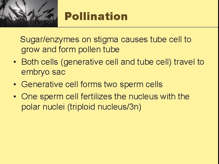 Pollination Sugar/enzymes on stigma causes tube cell to grow and form pollen tube •