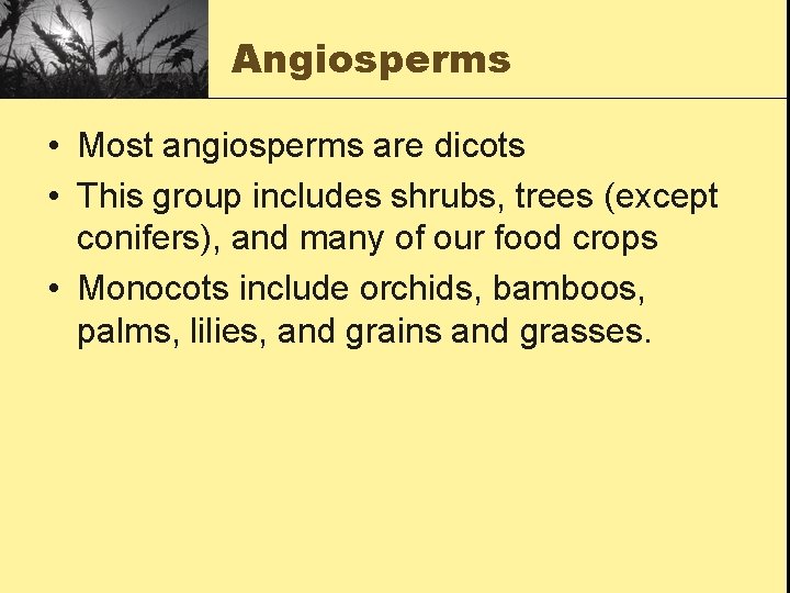 Angiosperms • Most angiosperms are dicots • This group includes shrubs, trees (except conifers),