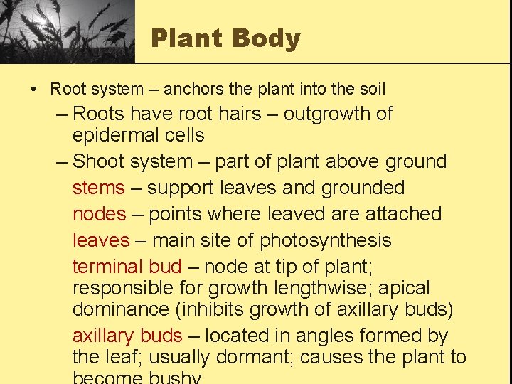 Plant Body • Root system – anchors the plant into the soil – Roots